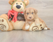 8 week old Mini Huskydoodle Puppy For Sale - Pilesgrove Pups