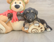 5 week old Mini Huskydoodle Puppy For Sale - Pilesgrove Pups