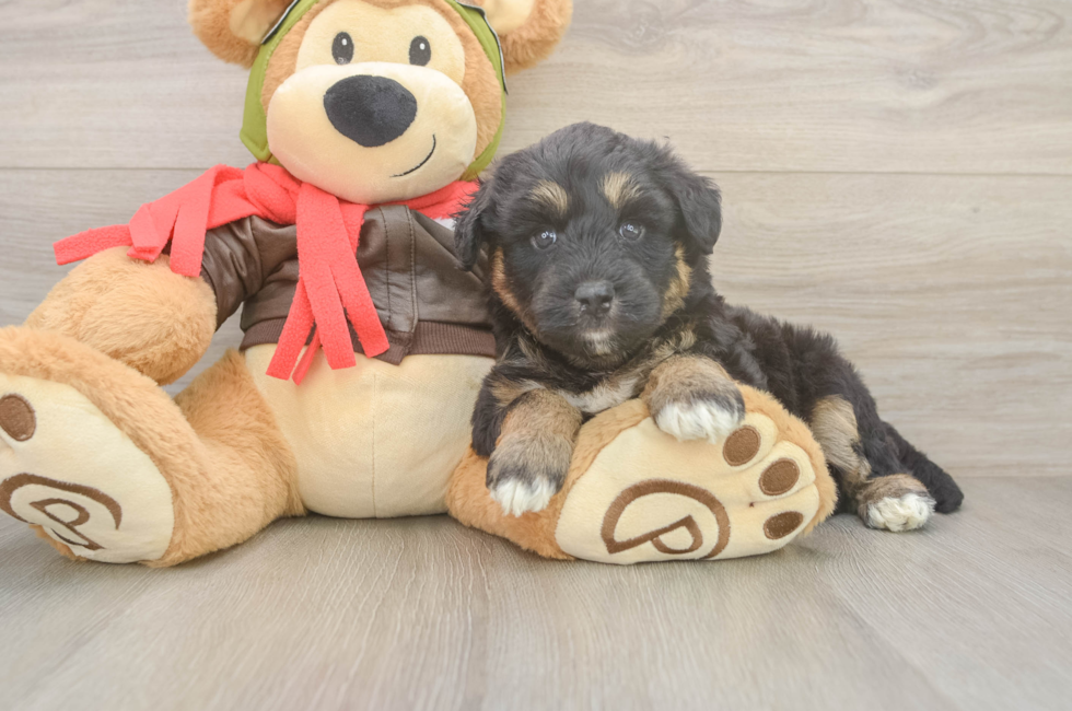 5 week old Mini Huskydoodle Puppy For Sale - Pilesgrove Pups