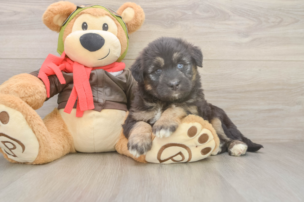 5 week old Mini Huskydoodle Puppy For Sale - Pilesgrove Pups
