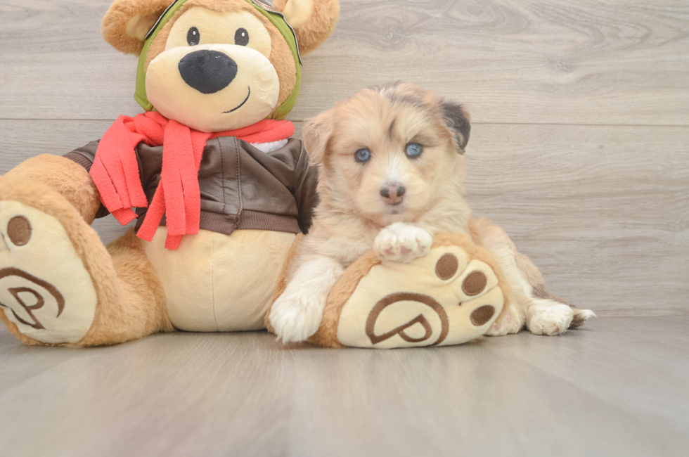 5 week old Mini Huskydoodle Puppy For Sale - Pilesgrove Pups