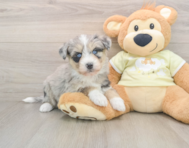 8 week old Mini Huskydoodle Puppy For Sale - Pilesgrove Pups