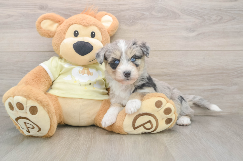 Mini Huskydoodle Pup Being Cute