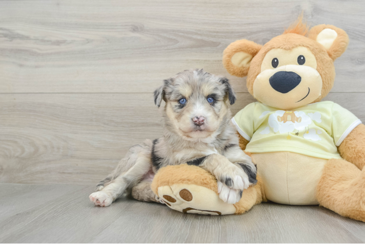 Cute Mini Huskydoodle Poodle Mix Pup