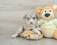 8 week old Mini Huskydoodle Puppy For Sale - Pilesgrove Pups