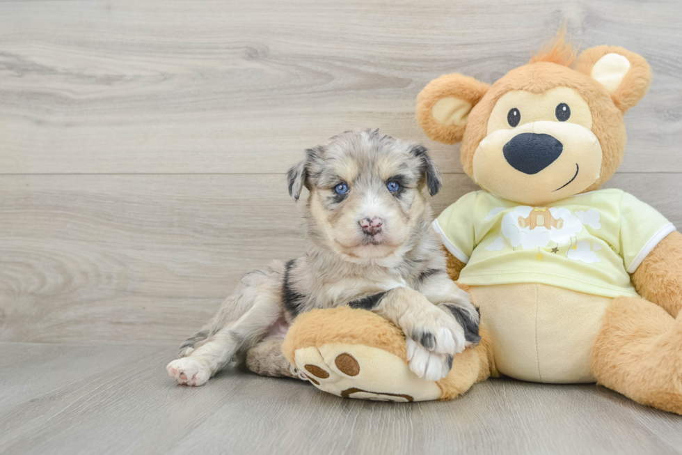 Cute Mini Huskydoodle Poodle Mix Pup