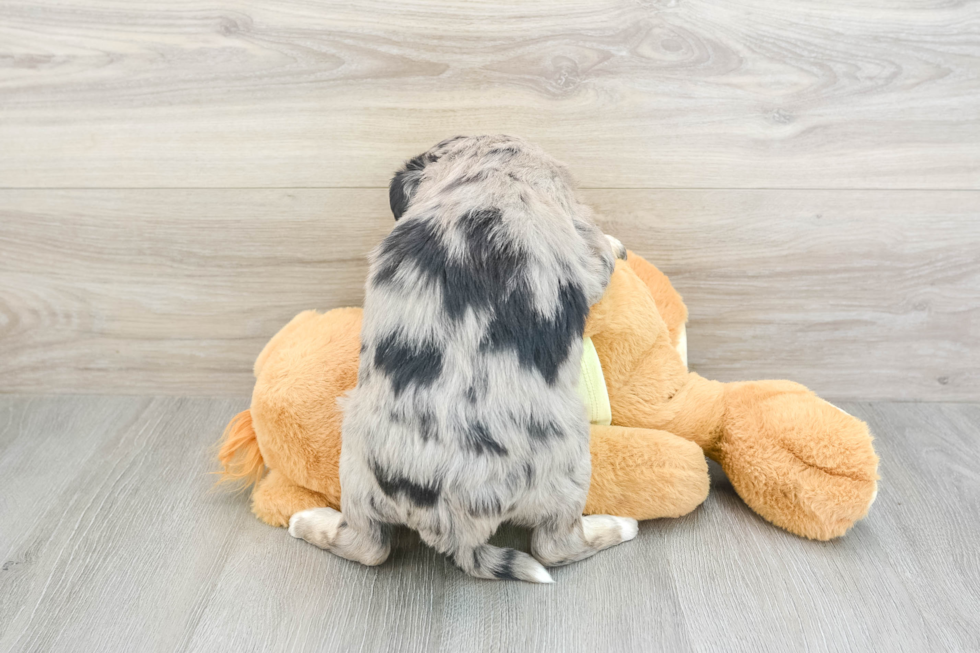 Mini Huskydoodle Puppy for Adoption