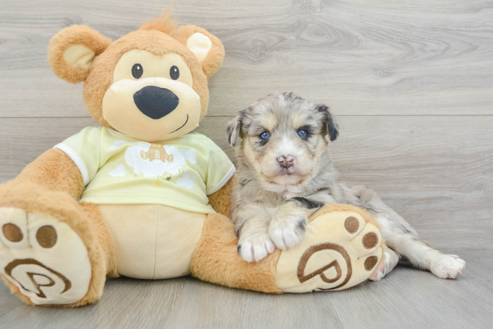 Mini Huskydoodle Pup Being Cute