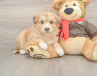 8 week old Mini Huskydoodle Puppy For Sale - Pilesgrove Pups