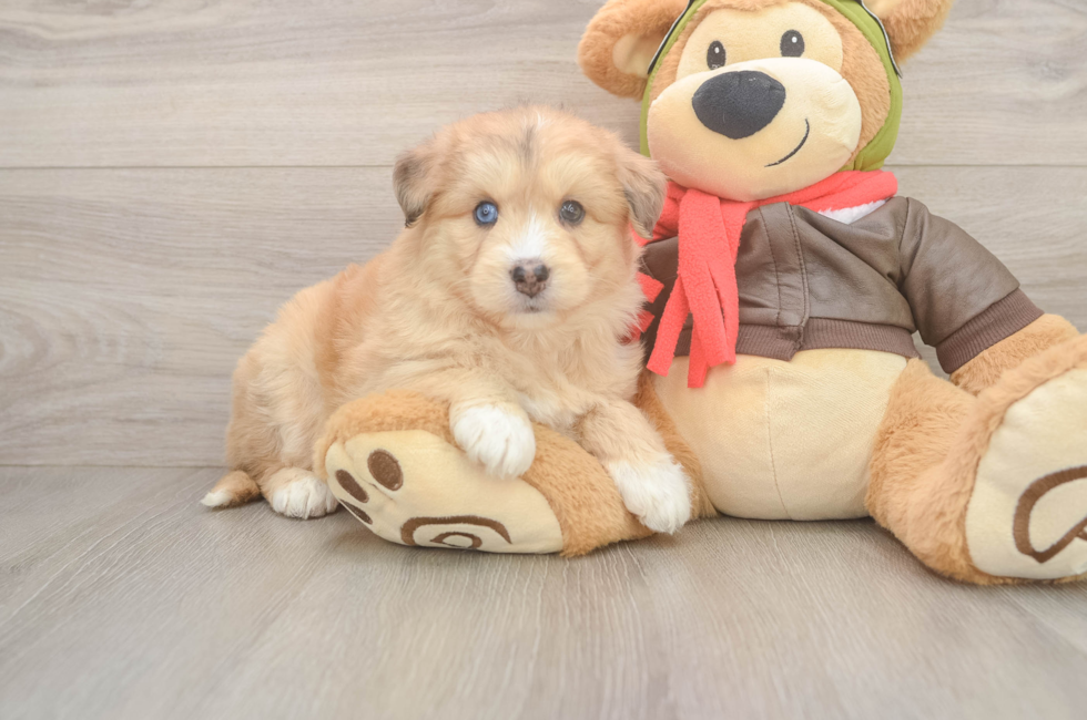 5 week old Mini Huskydoodle Puppy For Sale - Pilesgrove Pups