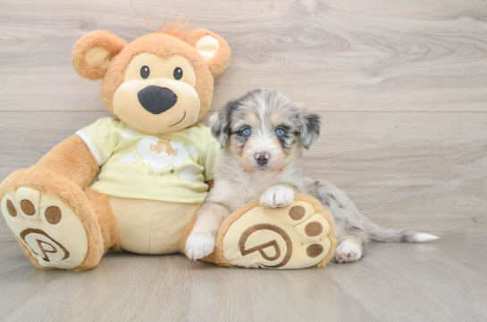 Cute Huskypoo Poodle Mix Puppy