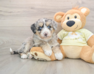 5 week old Mini Huskydoodle Puppy For Sale - Pilesgrove Pups