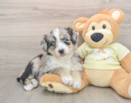 5 week old Mini Huskydoodle Puppy For Sale - Pilesgrove Pups