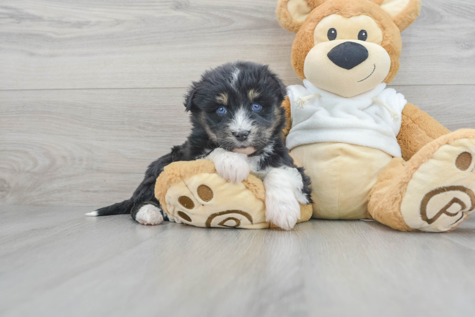 Cute Mini Huskydoodle Baby