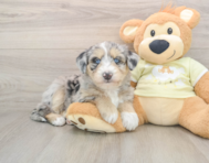 8 week old Mini Huskydoodle Puppy For Sale - Pilesgrove Pups