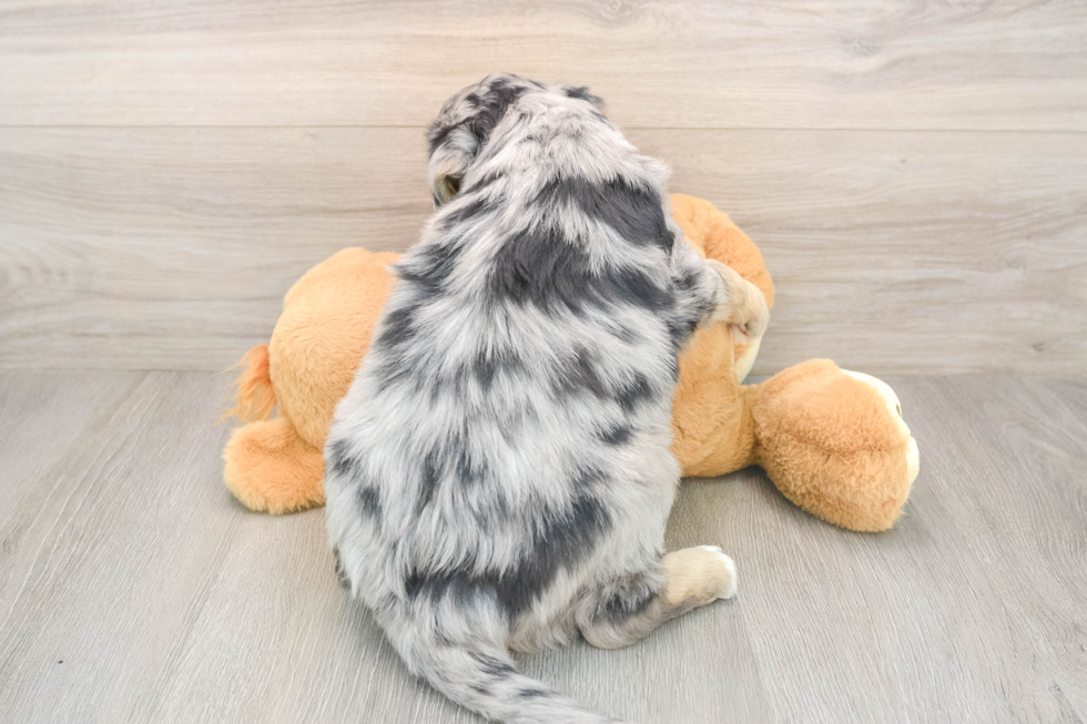 Cute Mini Huskydoodle Baby