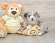 6 week old Mini Huskydoodle Puppy For Sale - Pilesgrove Pups