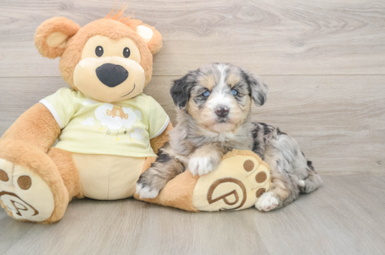 Cute Mini Huskydoodle Baby