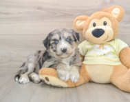 5 week old Mini Huskydoodle Puppy For Sale - Pilesgrove Pups