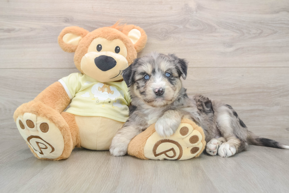 Cute Mini Huskydoodle Baby