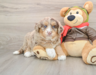 5 week old Mini Huskydoodle Puppy For Sale - Pilesgrove Pups