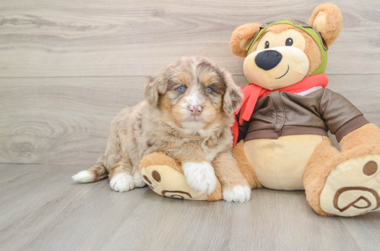 Best Mini Huskydoodle Baby