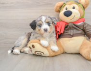 5 week old Mini Huskydoodle Puppy For Sale - Pilesgrove Pups