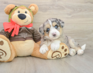 8 week old Mini Huskydoodle Puppy For Sale - Pilesgrove Pups