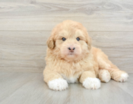 5 week old Mini Huskydoodle Puppy For Sale - Pilesgrove Pups