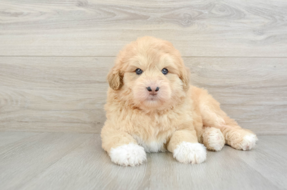 5 week old Mini Huskydoodle Puppy For Sale - Pilesgrove Pups