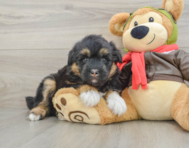 5 week old Mini Huskydoodle Puppy For Sale - Pilesgrove Pups