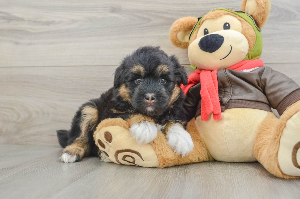 5 week old Mini Huskydoodle Puppy For Sale - Pilesgrove Pups