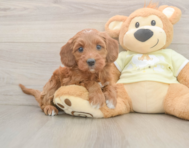 6 week old Mini Irish Doodle Puppy For Sale - Pilesgrove Pups