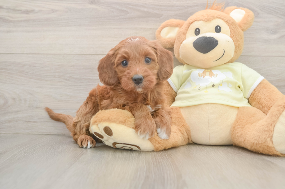 6 week old Mini Irish Doodle Puppy For Sale - Pilesgrove Pups