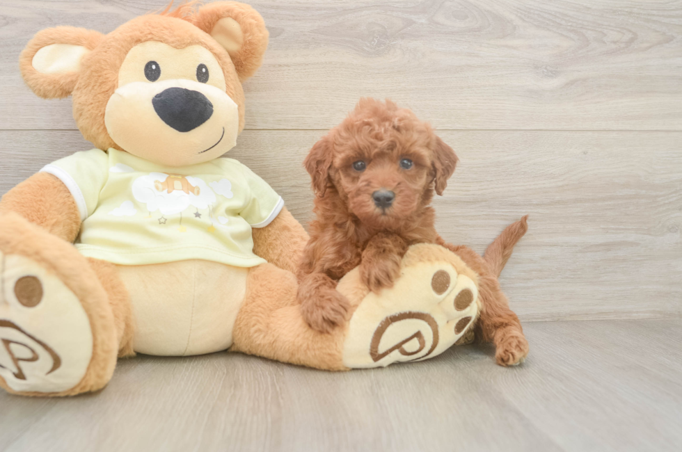 6 week old Mini Irish Doodle Puppy For Sale - Pilesgrove Pups