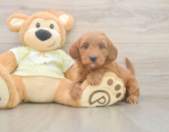 6 week old Mini Irish Doodle Puppy For Sale - Pilesgrove Pups
