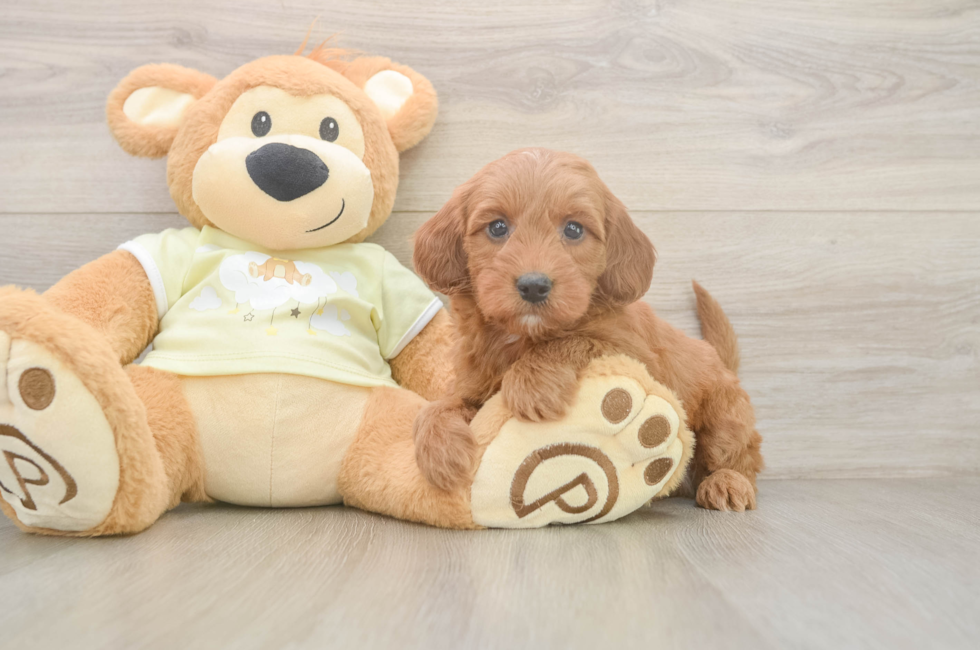 6 week old Mini Irish Doodle Puppy For Sale - Pilesgrove Pups