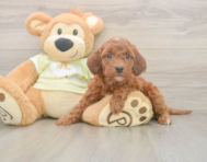 6 week old Mini Irish Doodle Puppy For Sale - Pilesgrove Pups