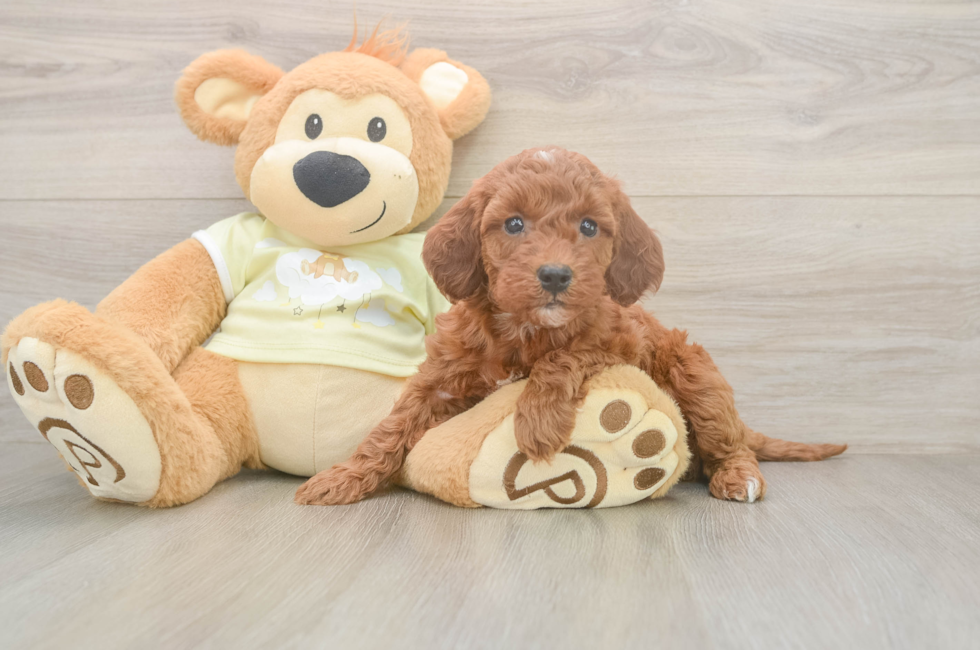 6 week old Mini Irish Doodle Puppy For Sale - Pilesgrove Pups