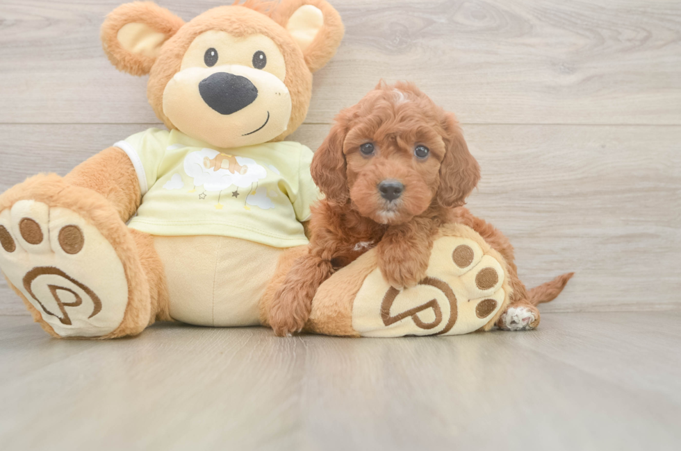 6 week old Mini Irish Doodle Puppy For Sale - Pilesgrove Pups