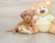 6 week old Mini Irish Doodle Puppy For Sale - Pilesgrove Pups