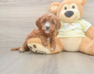 6 week old Mini Irish Doodle Puppy For Sale - Pilesgrove Pups