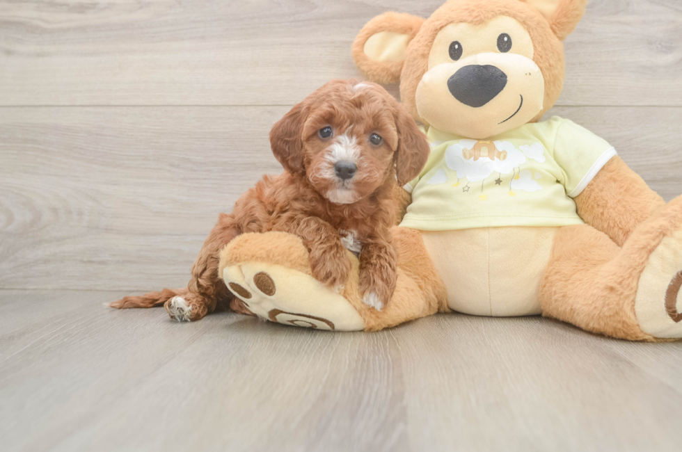 6 week old Mini Irish Doodle Puppy For Sale - Pilesgrove Pups