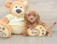 6 week old Mini Irish Doodle Puppy For Sale - Pilesgrove Pups