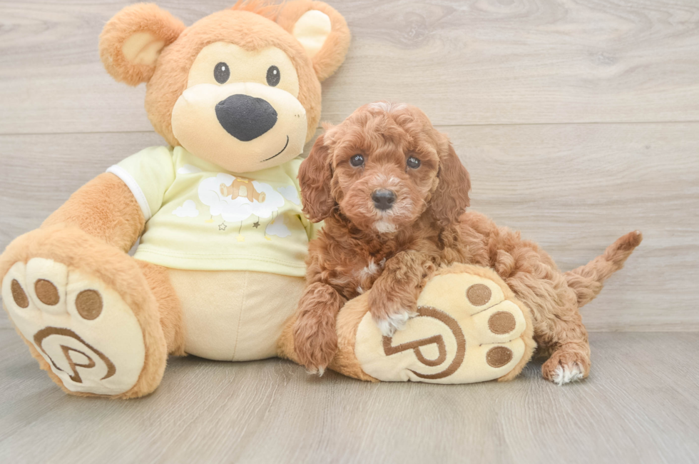 6 week old Mini Irish Doodle Puppy For Sale - Pilesgrove Pups