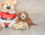 5 week old Mini Irish Doodle Puppy For Sale - Pilesgrove Pups