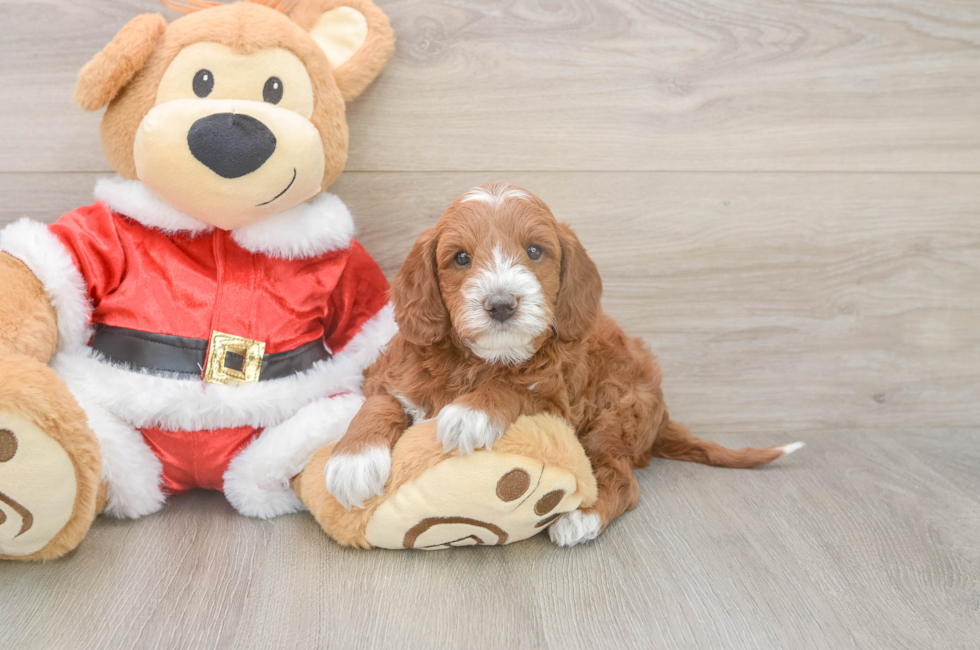 5 week old Mini Irish Doodle Puppy For Sale - Pilesgrove Pups