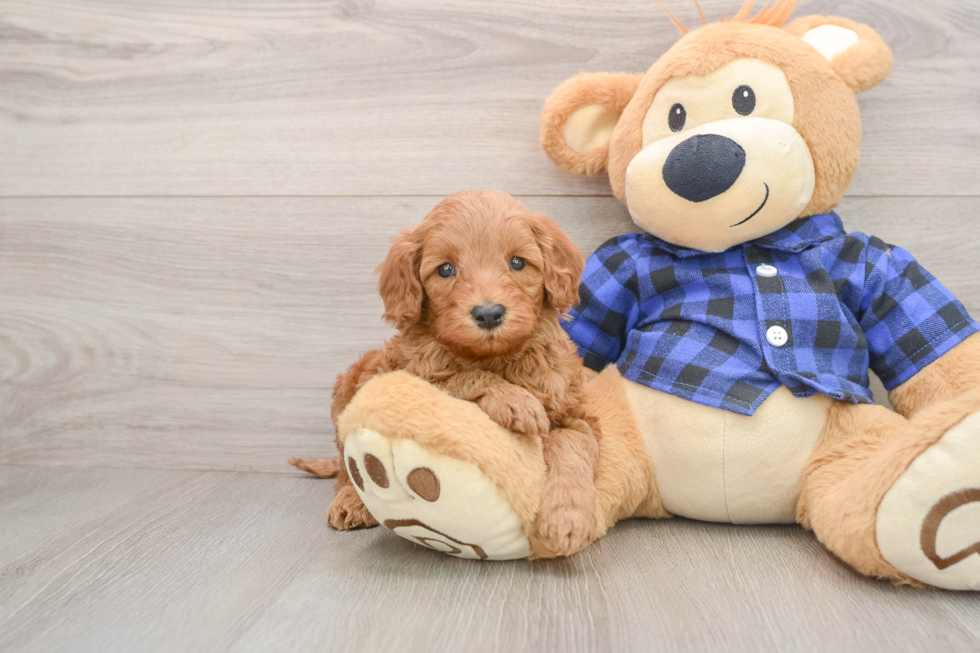 Funny Mini Irish Doodle Poodle Mix Pup