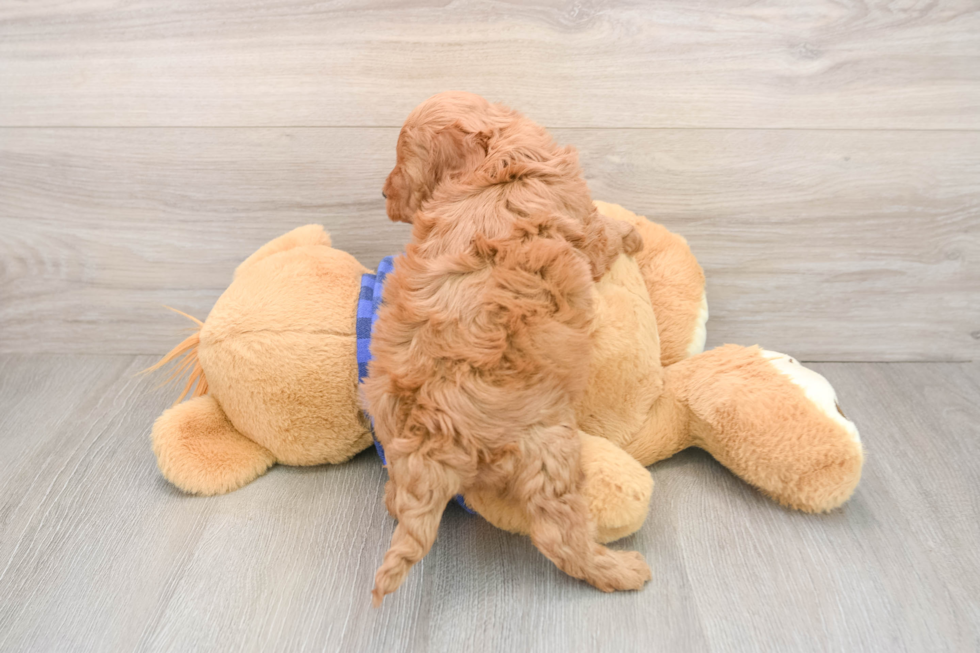 Hypoallergenic Irish Poodle Poodle Mix Puppy