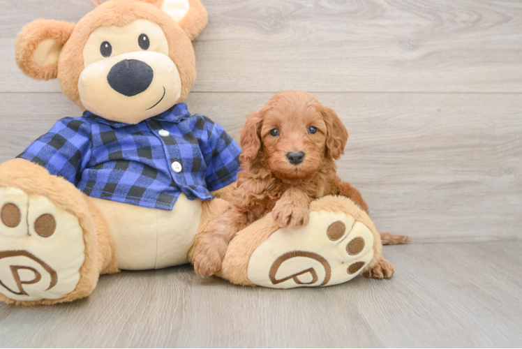 Best Mini Irish Doodle Baby